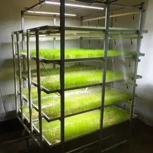 Bán Buôn Bắt Đầu Phát Triển Hệ Thống Hạt Giống Vườn Ươm Nhựa Thức Ăn Gia Súc Microgreen Cây Giống Trồng Thủy Canh Khay Giá