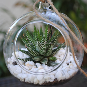 Großhandel Klar Klasse Ball Ornamente, Hängenden Glasterrarium Mit Günstigen Preis - Product Image 2
