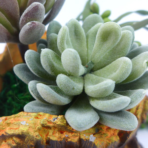 V-3205 Fiori di Loto in Plastica Floccata Vendita Calda <span class=keywords><strong>Piante</strong></span> <span class=keywords><strong>Artificiali</strong></span> Succulente in Set - Product Image 6