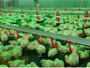 De alto rendimiento de los bebederos de tetina para pollos de engorde de pollo - Product Image 6
