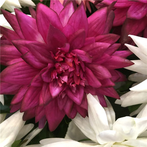 Grandes fleurs de <span class=keywords><strong>dahlia</strong></span> artificielles en latex K-1007 pour la décoration de la maison et fleurs de <span class=keywords><strong>dahlia</strong></span> artificielles au toucher réel - Product Image 3
