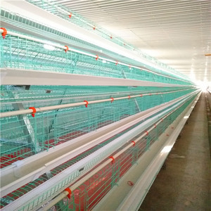 Poulet cages en batterie pour les couches pour les élevages avicoles dans ghana - Product Image 4