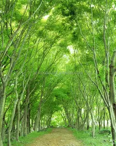 FJM56 beauty forest landscape pvc wallpaper wall murals