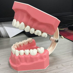 Spazzolini da denti dimostrazione modello dentale per la scuola materna i bambini di vendita calda con spazzolino da denti - Product Image 1