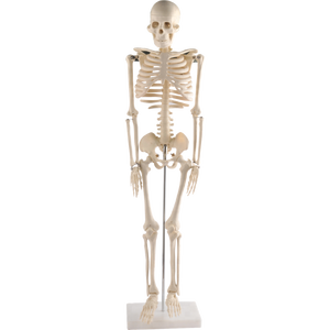 <span class=keywords><strong>Model</strong></span> Kerangka Manusia <span class=keywords><strong>Mini</strong></span> Kecil 85cm - Product Image 1