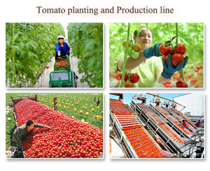 Bán Buôn Dễ Dàng Mở 10 Gam 1Kg 300 Gam Túi Đóng Gói Ketchup Nước Sốt Cà Chua Tự Nhiên Dán - Product Image 5