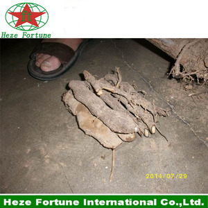 comprar el 99% sobrevive fuerte paulownia adaptabilidad raíz shan tong - Product Image 2