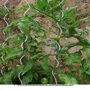 Piquet <span class=keywords><strong>de</strong></span> jardin en spirale, tomate tordue, fil en spirale - Product Image 2