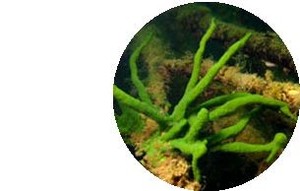 *Oferta* Polvo de Badyaga (Esponjilla) para Cicatrices de Acné, Manchas y Exfoliación - Product Image 3