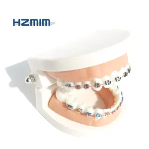 Modèle de dents en plastique, modèle à 28 dents, pour l'enseignement médicale, modèle en science médicale