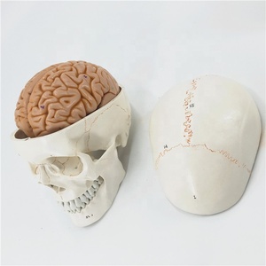 Modelo de cráneo humano neurológico craniocerebral modelo anatómico <span class=keywords><strong>sutura</strong></span> modelo de cráneo - Product Image 3