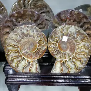 Hot sell a pair natural stone slice conch fossil for souvenir gift