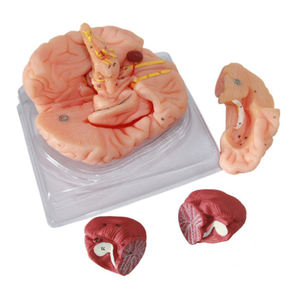New Style <strong>Brain</strong> Model Price Advanced <strong>High</strong> Quality Life Size PVC <strong>Brain</strong> Medical Anatomical Model 9 Parts - Product Image 4