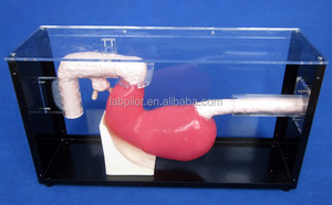 Appareil de épreuve astronomique, modèle de formation <span class=keywords><strong>ERCP</strong></span>, version 2019 - Product Image 2