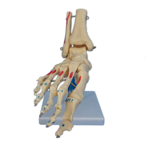 Modelo de <span class=keywords><strong>esqueleto</strong></span> de <span class=keywords><strong>tobillo</strong></span> y pie humano de PVC - Product Image 3