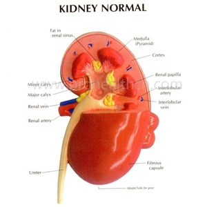 Modelo de Anatomía de riñón de enfermedad educativa médica de humano - Product Image 6