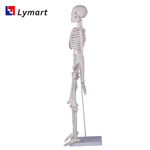 Modelli di Scheletri in Plastica in Varie Dimensioni, Bianchi e Verdi, Certificati per la Sicurezza, Garanzia di 1 Anno per Scuole di Medicina - Product Image 5