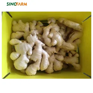 Verse gember air droge gember verpakking 5 kg pvc