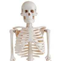 Modelo de Esqueleto Humano Blanco de 85 cm, Modelo de Anatomía Médica, Modelo de Enseñanza Médica Científica para Estudios Médicos