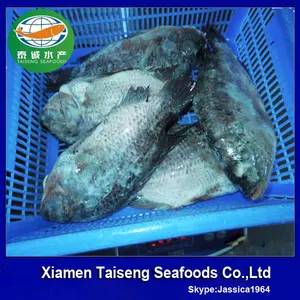 chinesische frische gefroren schwarz tilapia