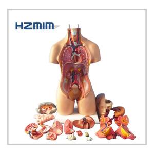 Modelo anatómico de Ciencias Médicas de tamaño natural, modelo anatómico humano de plástico - Product Image 2