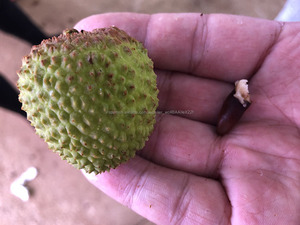 <span class=keywords><strong>Fresca</strong></span> y dulce litchi - Product Image 5