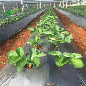 Film de <span class=keywords><strong>paillage</strong></span> biologique réfléchissant, couche en plastique, pour agriculture, couverture de sol, pour agriculture de jardin, pour le contrôle des mauvaises herbes - Product Image 4