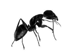 Pasokan Pabrik 100% Bubuk Ekstrak Semut Hitam Alami Murni Ekstrak Semut Hitam - Product Image 2