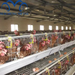 2020 שנה ישיר במפעל משלוח מדגם חם מגולוון אוטומטי ביצת משק עופות/גואנגזו עוף כלוב