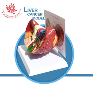 Anatomi Manusia Hati Struktur 3D Model Hati - Product Image 4