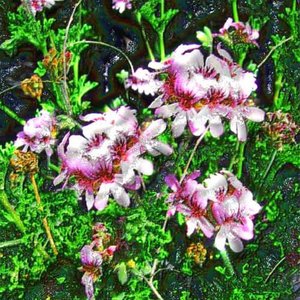 Wholesale Bulk Price Premium Quality Rose Geranium Essential Pure <b>Oil</b> Natural for Aromatherapy, Skin, <b>Candle</b> Making <b>Oil</b> Exporter - Product Image 2