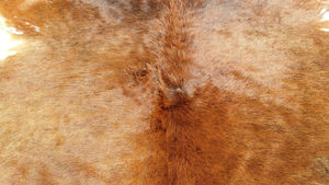Cow Hide Rug - Product Image 3