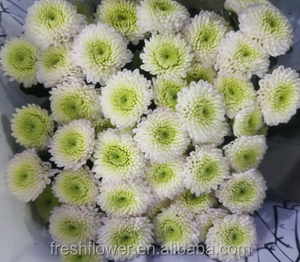 ดอกเบญจมาศสดที่มีสีสันจากฟาร์มจีนขายส่งในตอนนี้ขายตลอดเวลาจาก Kunming - Product Image 3