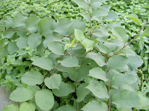 Bajo costo <span class=keywords><strong>emodina</strong></span> / <span class=keywords><strong>emodina</strong></span> de rizoma polygoni cuspidati - Product Image 2