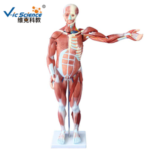 Modelo <span class=keywords><strong>de</strong></span> Disección <span class=keywords><strong>de</strong></span> los Músculos del Cuerpo Humano con Modelo <span class=keywords><strong>de</strong></span> Vísceras Adjunto, Disección <span class=keywords><strong>de</strong></span> los Músculos del Cuerpo, Modelo <span class=keywords><strong>de</strong></span> Vísceras, Modelo Educativo <span class=keywords><strong>de</strong></span> Ciencias Médicas - Product Image 6