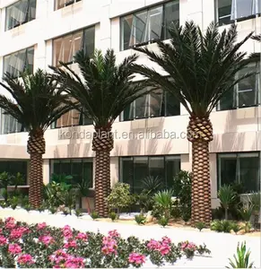 Künstliche König Datum Palme outdoor fuchsschwanz dekorative palm bäume