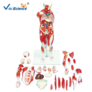 Modèle <span class=keywords><strong>musculaire</strong></span> du <span class=keywords><strong>corps</strong></span> entier pour l'orthopédie, la physiothérapie, l'enseignement en laboratoire d'anatomie, équipement pédagogique médical CE/ISO/ROHS/CNAS - Product Image 6