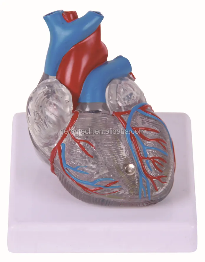 High Quality Human Heart Anatomic Medical Teaching Model