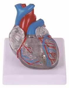 Yüksek Kalite İnsan Kalp Anatomik Tıbbi Öğretim Modeli