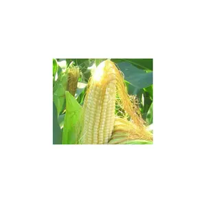 Tự nhiên Ngô Kỳ Thị chiết xuất/Corn Silk chiết xuất