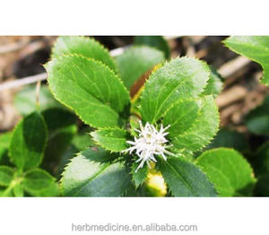 Seca cru negra atractylodos lancea rhizome atractylodis lanceae <span class=keywords><strong>rhizoma</strong></span> para ervas - Product Image 4
