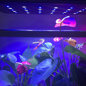 2016 Nouvelle Chine <span class=keywords><strong>120</strong></span> <span class=keywords><strong>cm</strong></span> Dimmable Lever Du Coucher Du Soleil Simulation Aqua Orage Corail Récif Utilisé Chinois <span class=keywords><strong>led</strong></span> <span class=keywords><strong>aquarium</strong></span> - Product Image 2