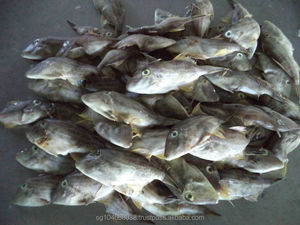 Mgubqf — veste en cuir malaisienne, 10kg/cartes, Frozen du poisson, ensemble rond - Product Image 3