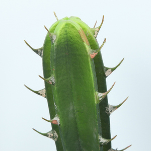 Plantas Artificiales <span class=keywords><strong>de</strong></span> <span class=keywords><strong>Cactus</strong></span> Mini, Decoración <span class=keywords><strong>de</strong></span> Escritorio Moderna Escandinava, Sin Agua, Poco <span class=keywords><strong>Luz</strong></span>, Hogar y Oficina - Product Image 4
