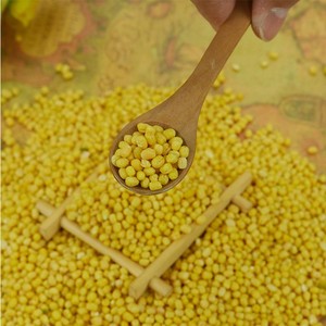 Moong dhal hulled Split Green Mung Bean moong DAL 2025 Trung Quốc vigna Xanh đậu xanh - Product Image 5