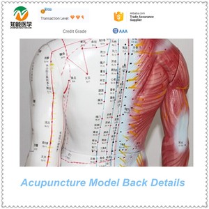 BIX-Y1004 84 सेमी pvc पुरुष एक्यूपंक्चर मॉडल 14 मेरिडियन अंकों के साथ - Product Image 4