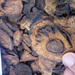 Qualidade Premium Raw Seco Rubarb Rizoma SELVAGEM Tipo Alto Conteúdo Ruibarbo Chinês Raízes - Product Image 6