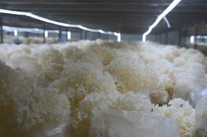 Detan Fresh Sparassis Crispa <span class=keywords><strong>Chou</strong></span>-<span class=keywords><strong>fleur</strong></span> <span class=keywords><strong>Champignon</strong></span> Prix - Product Image 4