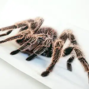 ETIE 3D pvc 실물 같은 거미 전갈 도마뱀 디자인 uv 인쇄 절단 스티커 자동차 장식 스티커 창 데칼