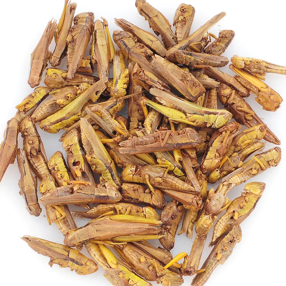 корм для сверчков. сухие кузнечики. сушеные кузнечики. вяленые кузнечики в шоколаде. насекомые в корме для грызунов.